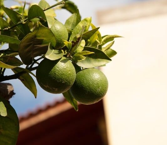 lemon tree